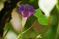 Ipomoea