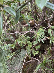 Dubautia raillardioides