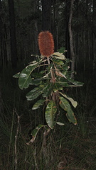 Banksia robur