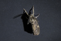 Orgyia pseudotsugata