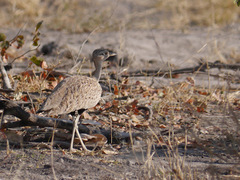 Eupodotis ruficrista