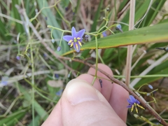 Dianella