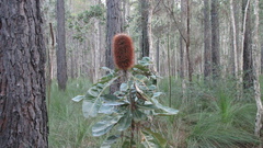Banksia robur