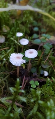 Collybia