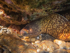 Muraena helena