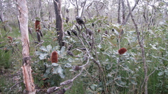 Banksia robur