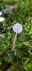 Collybia