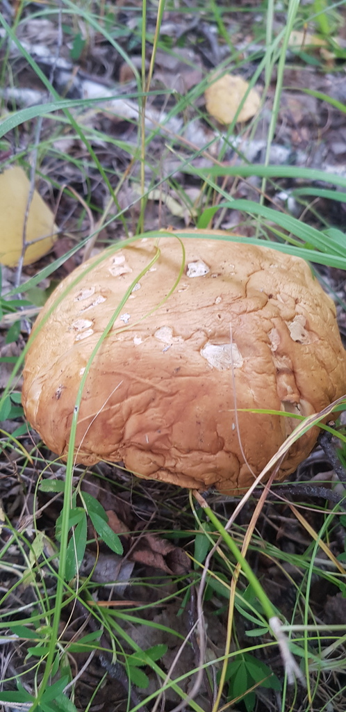 Leccinum scabrum