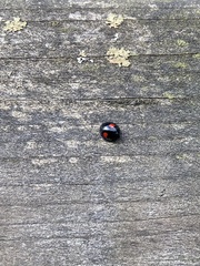 Chilocorus renipustulatus