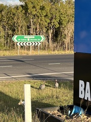 Numida meleagris domesticus