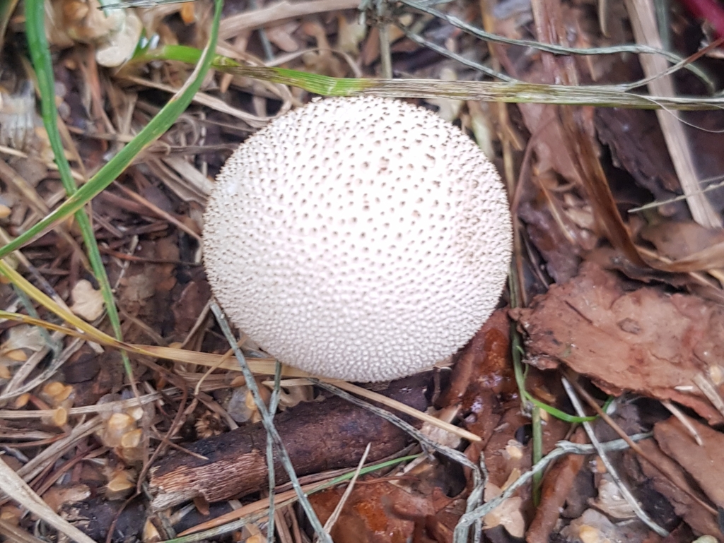 Lycoperdon perlatum · August 2022 · photo: © urgamal (iNaturalist, cc-by)