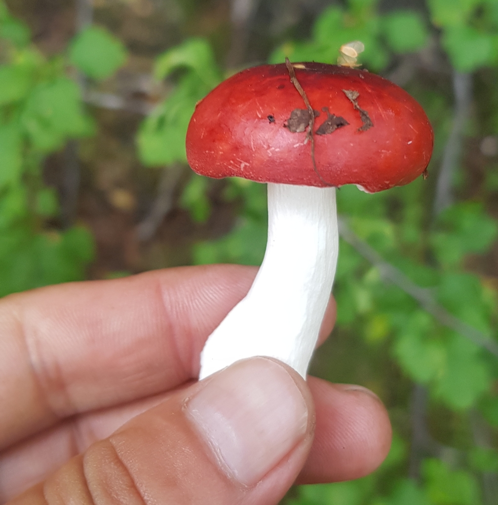 Russula · August 2022 · photo: © urgamal (iNaturalist, cc-by)