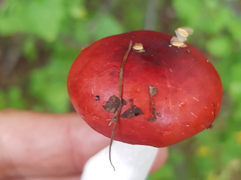 Russula · August 2022 · photo: © urgamal (iNaturalist, cc-by)