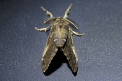 Orgyia pseudotsugata