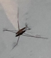 Limnometra
