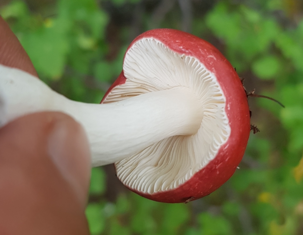 Russula · August 2022 · photo: © urgamal (iNaturalist, cc-by)