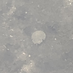 Carcinoscorpius rotundicauda