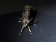 Orgyia pseudotsugata