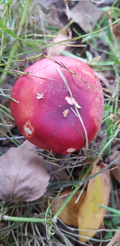 Russula · August 2022 · photo: © urgamal (iNaturalist, cc-by)