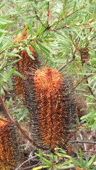 Banksia neoanglica