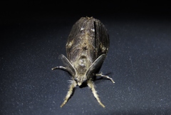 Orgyia pseudotsugata