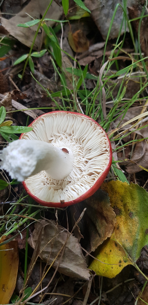 Russula · August 2022 · photo: © urgamal (iNaturalist, cc-by)