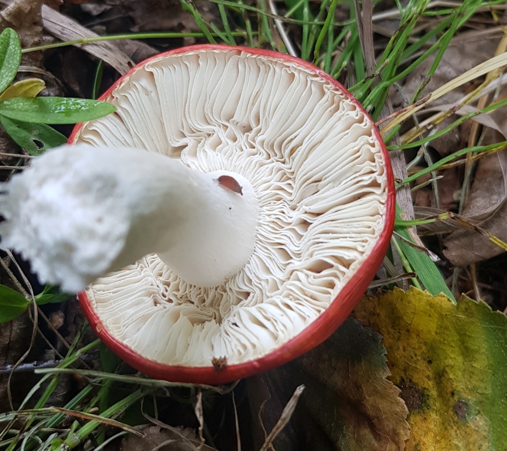 Russula · August 2022 · photo: © urgamal (iNaturalist, cc-by)