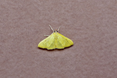 Loxomorpha flavidissimalis photo 2