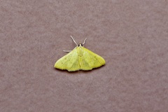 Loxomorpha flavidissimalis