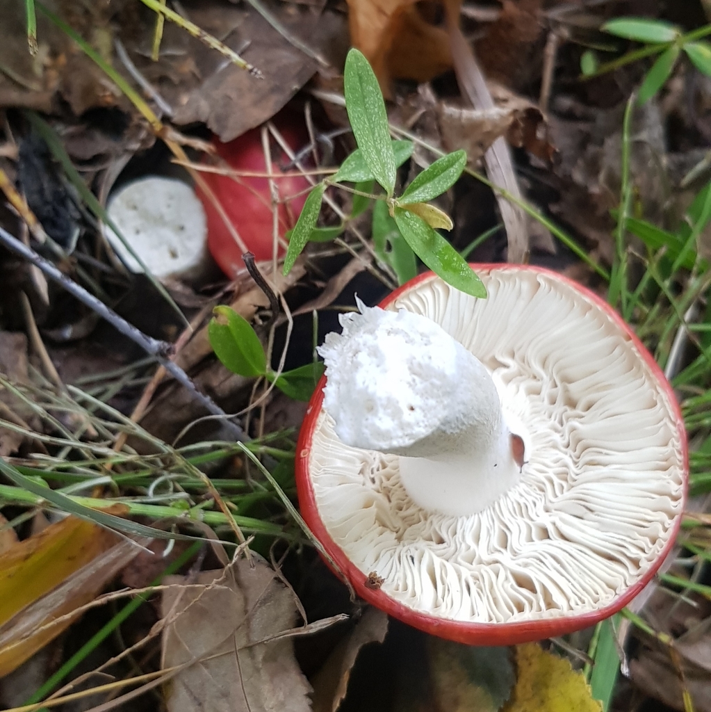 Russula · August 2022 · photo: © urgamal (iNaturalist, cc-by)
