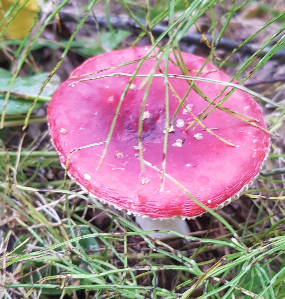 Russula paludosa