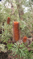 Banksia neoanglica
