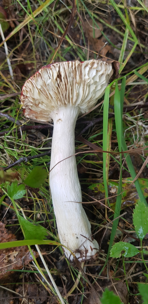 Russula sanguinea · August 2022 · photo: © urgamal (iNaturalist, cc-by)
