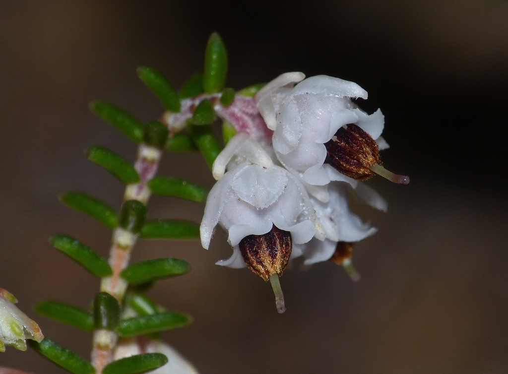 Three-flowered heath