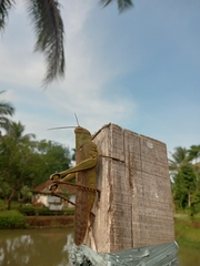 Valanga nigricornis