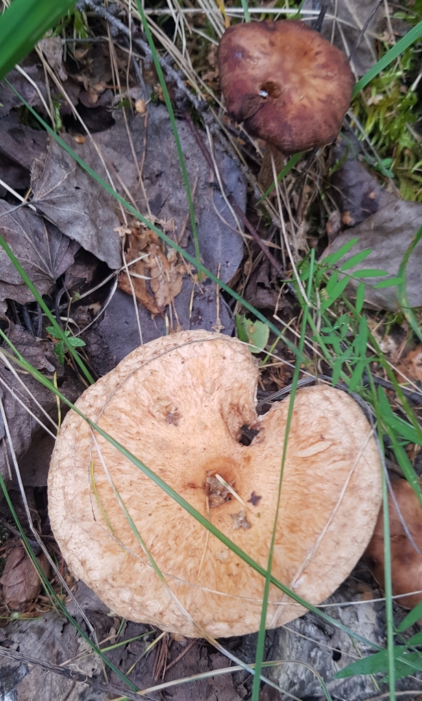 Lactarius torminosus · August 2022 · photo: © urgamal (iNaturalist, cc-by)