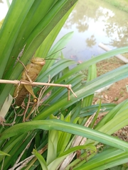 Valanga nigricornis