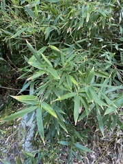 Phyllostachys