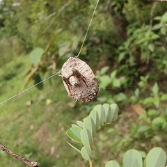 Hamataliwa