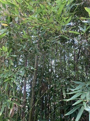 Phyllostachys