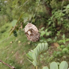 Hamataliwa