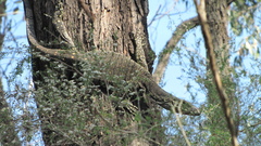 Varanus varius