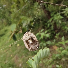 Hamataliwa