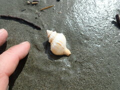 Austrofusus glans