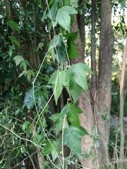 Passiflora suberosa