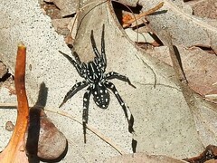 Nyssus albopunctatus
