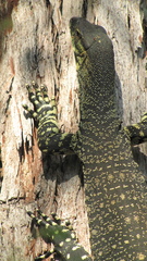 Varanus varius