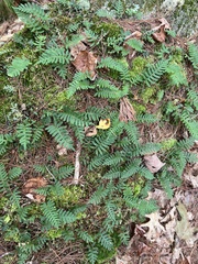 Polypodium virginianum