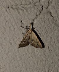 Trigonistis asthenopa