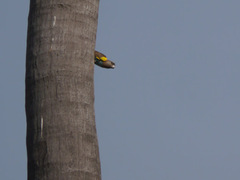 Poicephalus meyeri